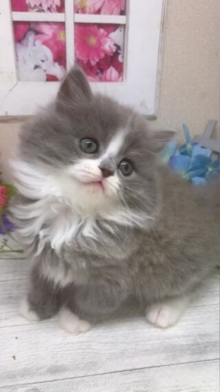 猫に安全な”アロマディフューザー”があるってホント！？ | B-CaLL公式