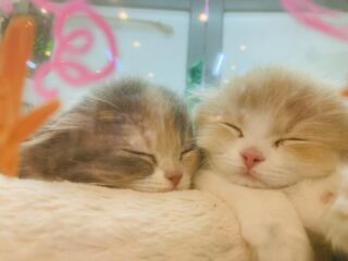 猫に安全な”アロマディフューザー”があるってホント！？ | B-CaLL公式