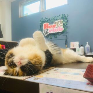 猫に安全な”アロマディフューザー”があるってホント！？ | B-CaLL公式
