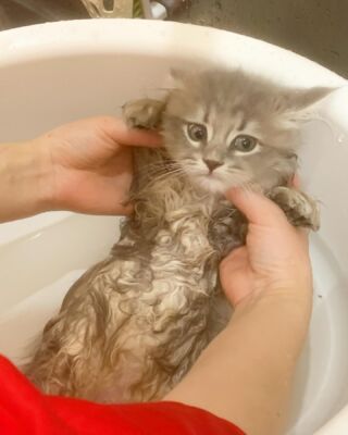 猫に安全な”アロマディフューザー”があるってホント！？ | B-CaLL公式