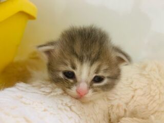 猫に安全な”アロマディフューザー”があるってホント！？ | B-CaLL公式