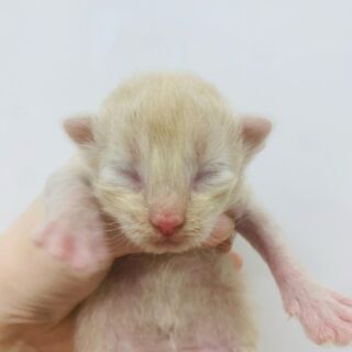 猫に安全な”アロマディフューザー”があるってホント！？ | B-CaLL公式